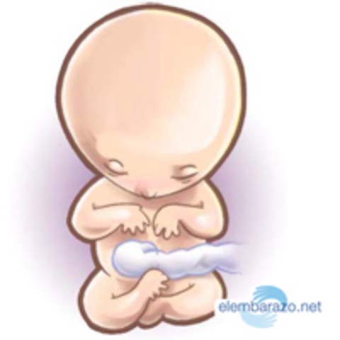 Los órganos se desarrollan.