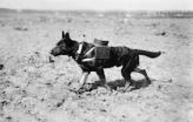 WW1 dogs