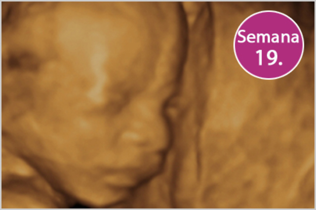 SEMANA 19