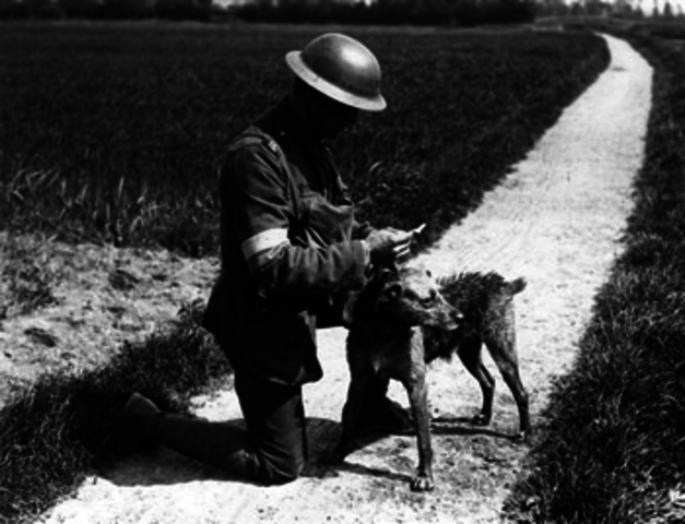 Dogs in WW1