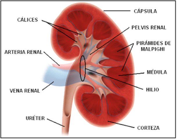 Segunda mitad del segundo año