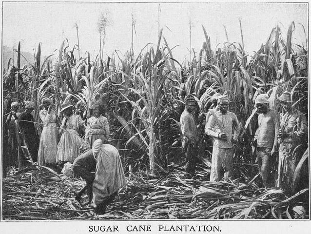 Jamaican Sugar Boom