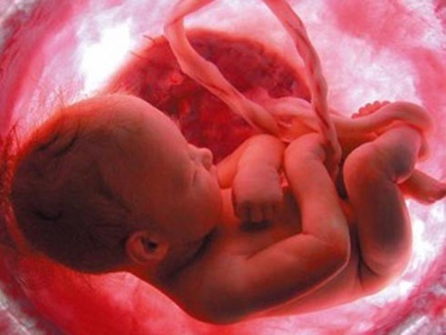 20ª semana (5º mes) de gestación