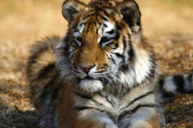 Visit the Johannesburg zoo.