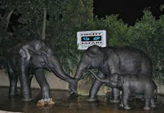 Visit Night Safari