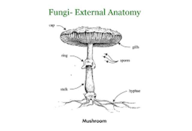 Characteristics of Fungi