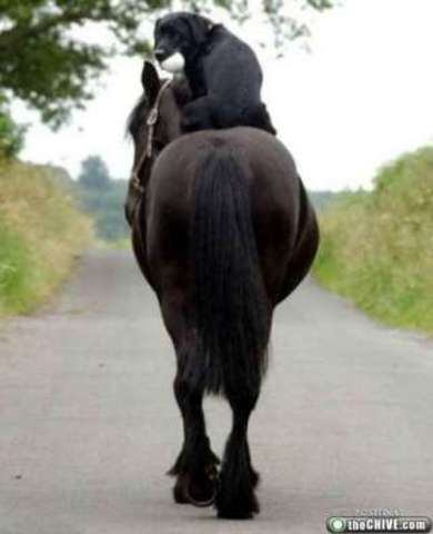 miembro activo de la mesa LEM