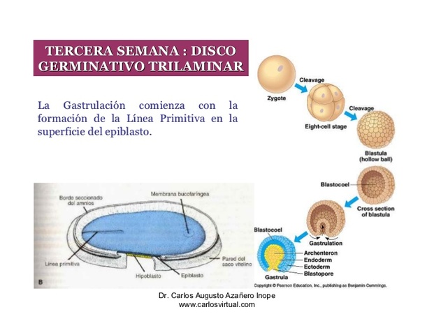el desarrollo del bebe dentro del utero materno