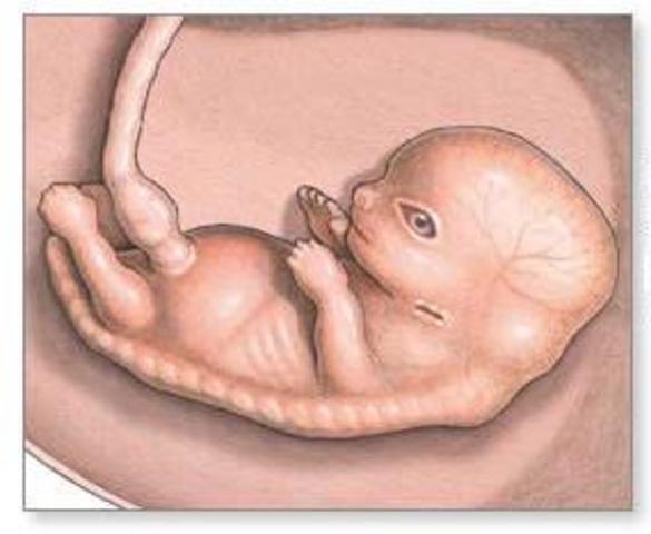 8° semana (2do. mes)