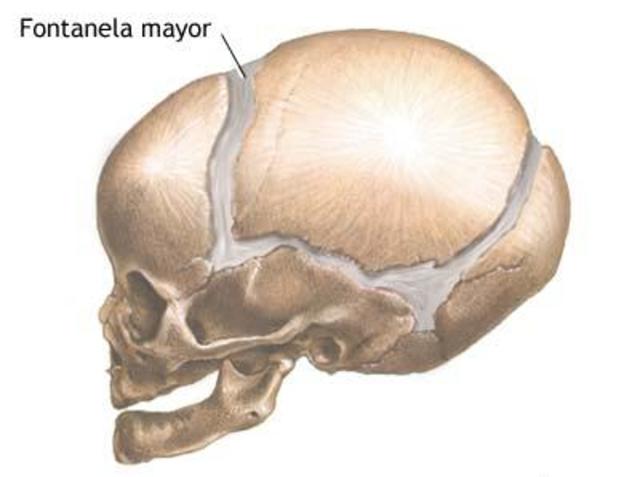 Cierre de las suturas craneales y la fontanela posterior