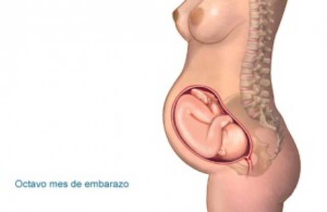 36ª semana (final del 8º mes)