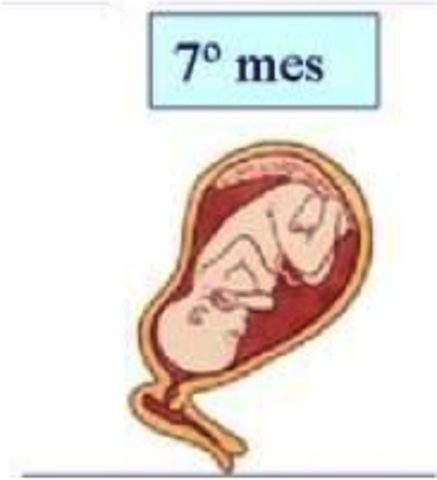 Séptimo mes