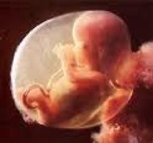 Doceava semana (tercer mes)