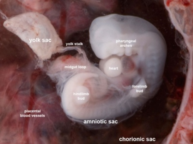 Comienzo del segundo mes.