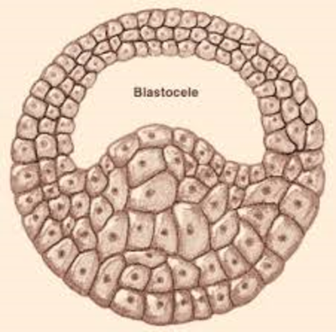 Estado Embrionario Blastocelo
