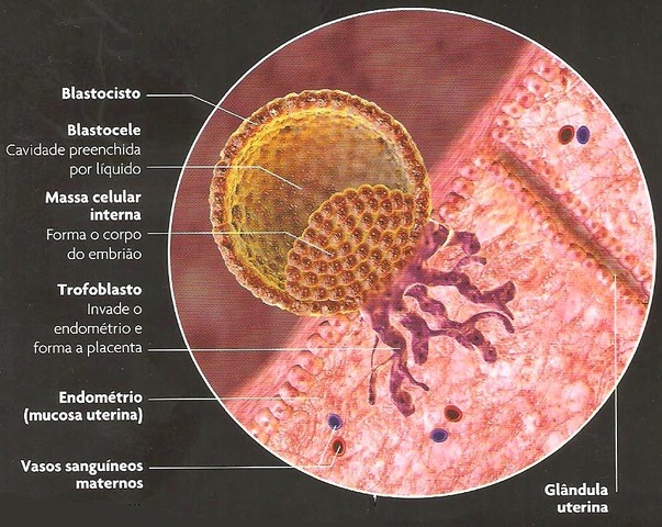 Estado Embrionario Blastocisto