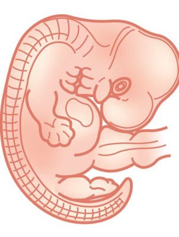 1°MES (6° Y 7° SEMANA)