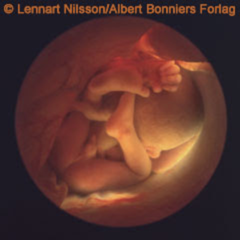 Trigésimosegunda semana (octavo mes)