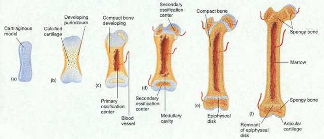Desarrollo Óseo y Muscular