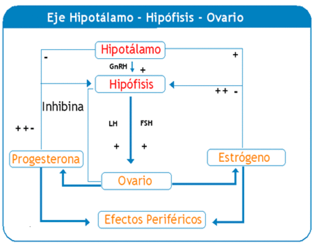 se presenta el eje hipotalamo-hipofisis-gonadal.