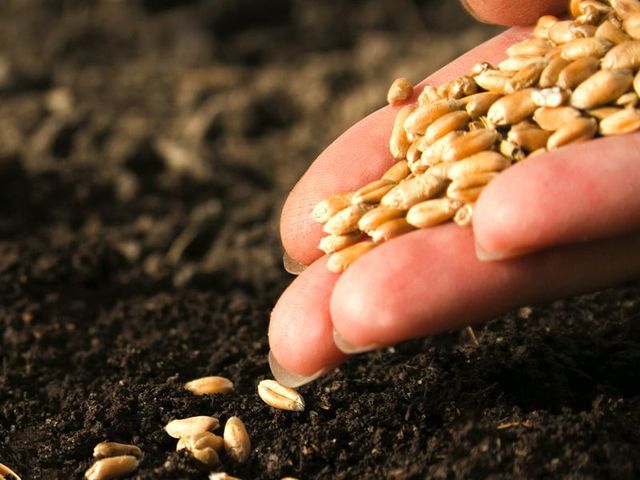 Provincial Note: First Planting of Wheat