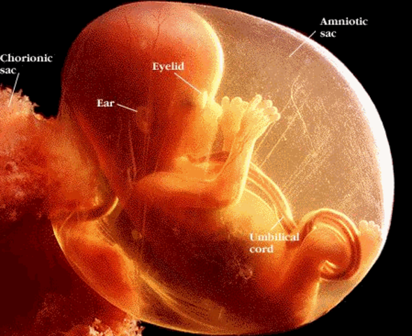 Semana 12 (Comienzo del 2ndo trimestre)