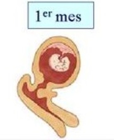 cuarta semana (1° mes)