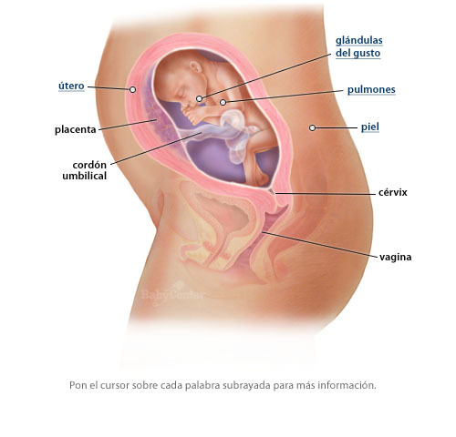 24a semana (6° mes)