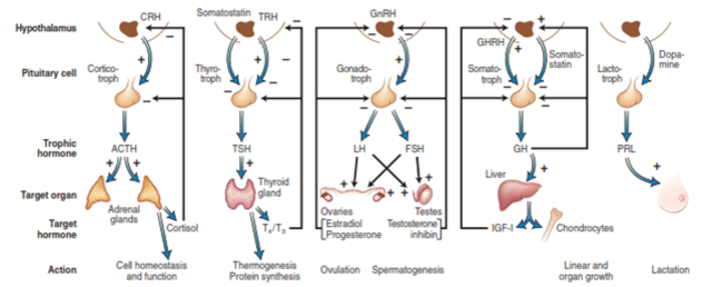 EJE HIPOTÁLAMO HIPOFISIS GONADAL