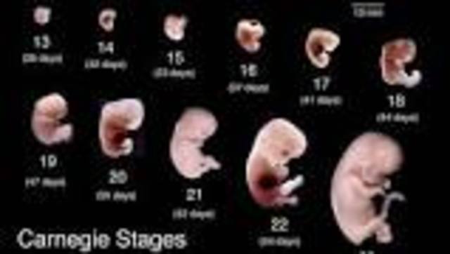 Desarrollo embrionario.