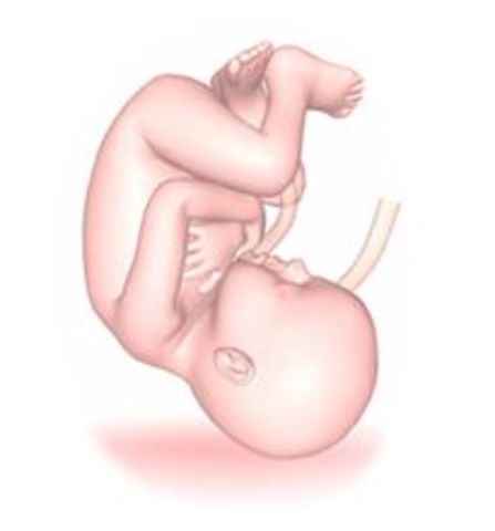 36a semana (final del 8° mes)