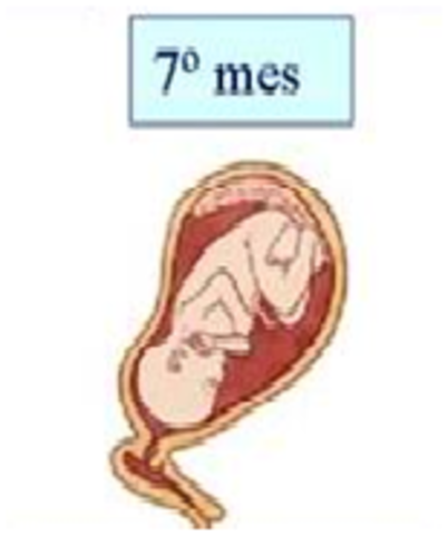 Séptimo mes