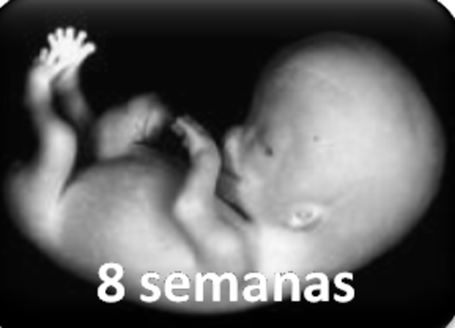 Octava semana (2° mes)