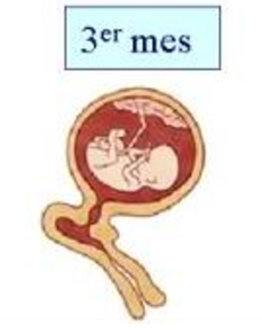 Semana doce (3° mes)