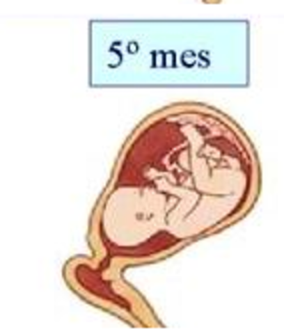 Semana Veinte (5° mes)