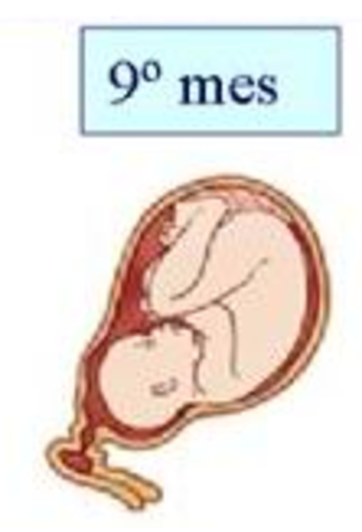 Semana treinta y ocho (9° mes)
