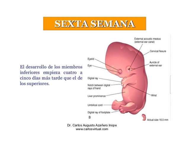 6ª semana (1º mes)