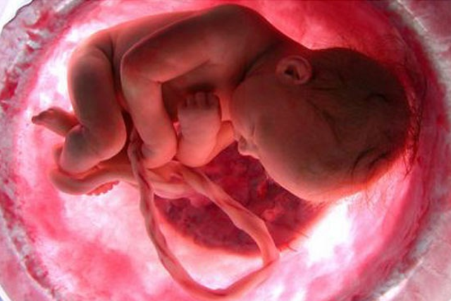 Desarrollo embrionario