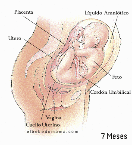 28ª semana (7º mes)