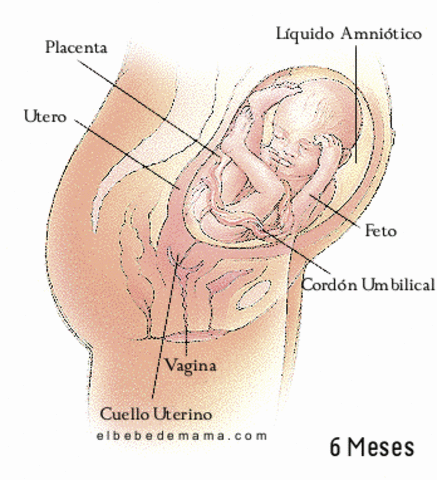 24ª semana (6º mes)
