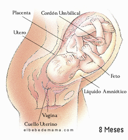 32ª semana (comienzo del 8º mes
