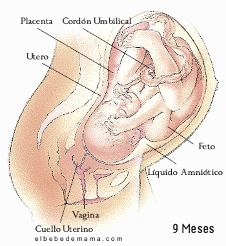 38ª semana (9º mes)