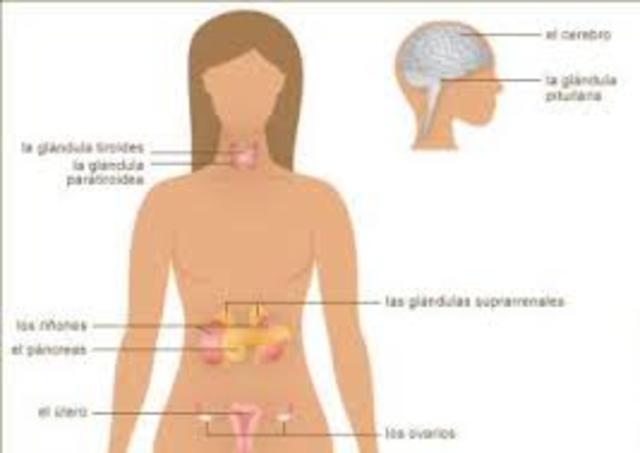 Pubertad en niñas. de(9-16 años)