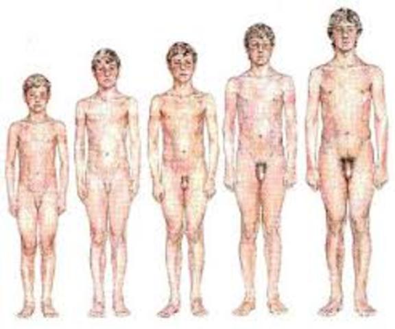 Pubertad en Hombres de(12-15 años)