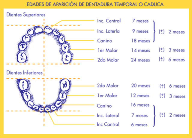 2 años y medio de vida