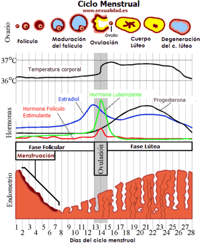 ciclo mestrual