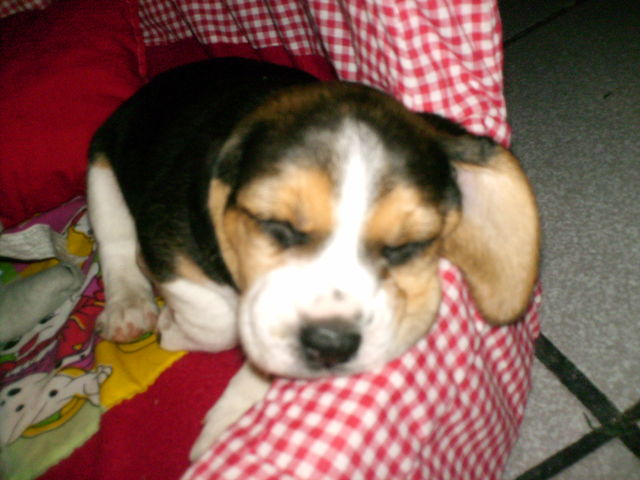 Mi perrita... Taffy!