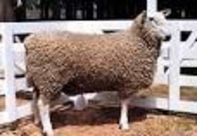 New Leicester sheep.