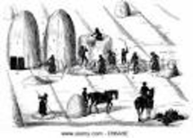 The Turnip and The Norfolk Four-course rotation