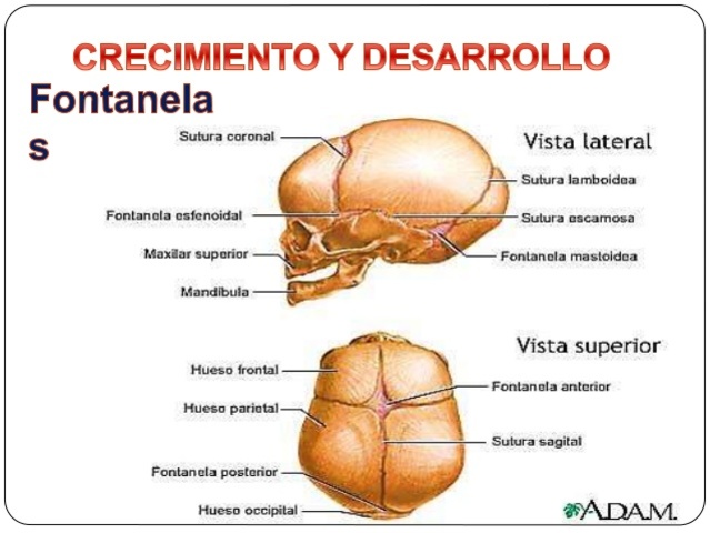 desarrollo del 2do año